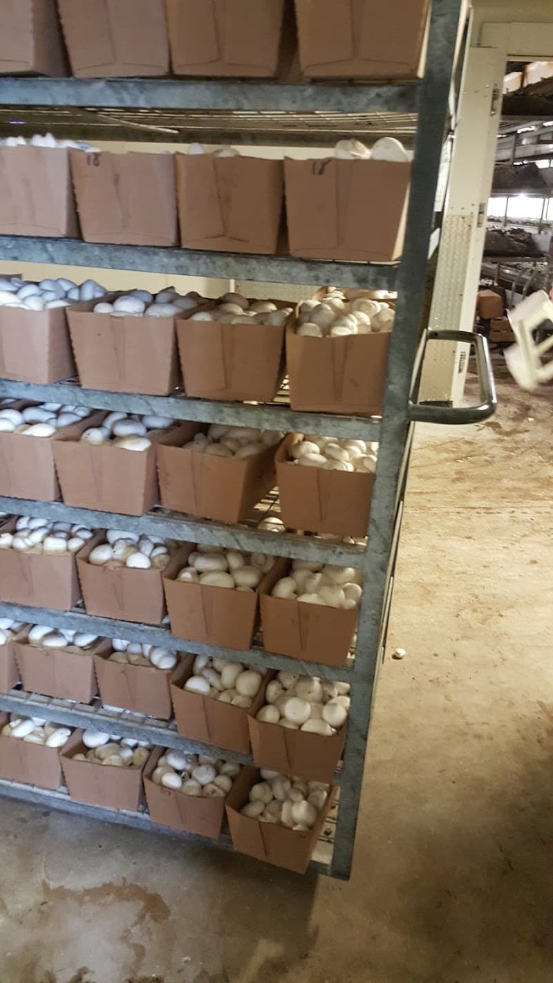 Sharon Mushroom Farm — additional photo