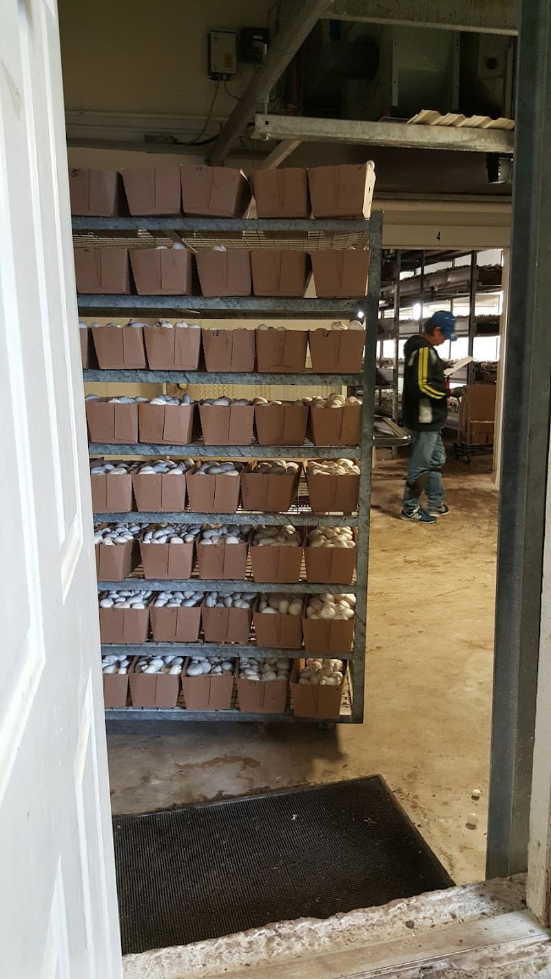 Sharon Mushroom Farm