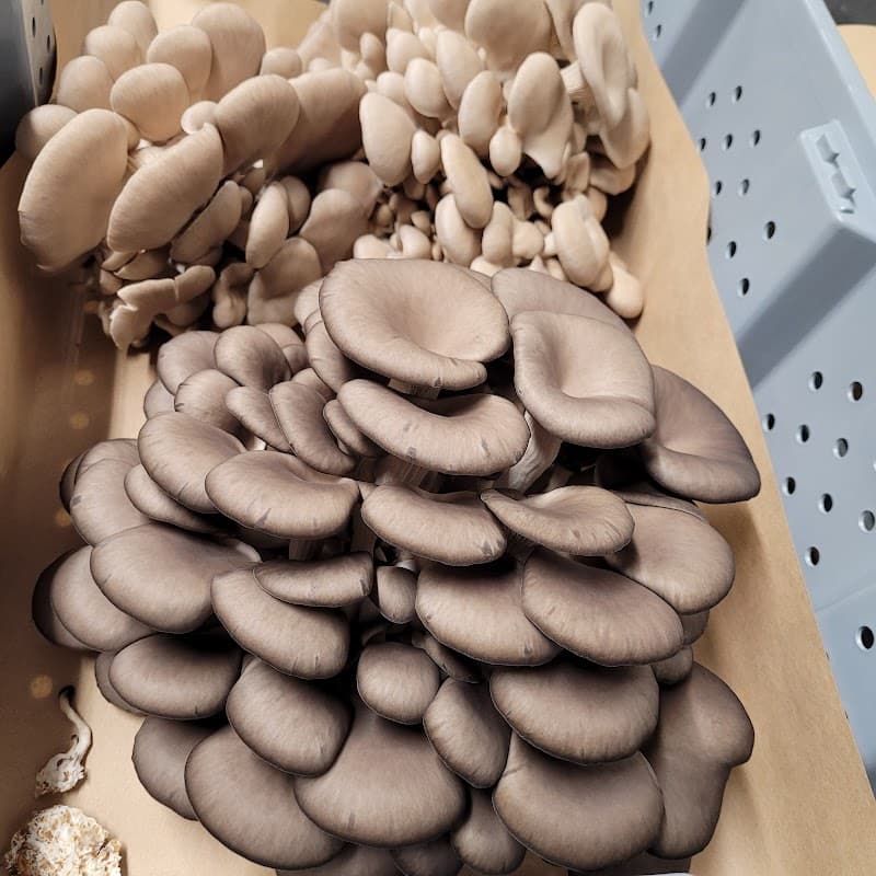 Smithereens Mushroom — additional photo