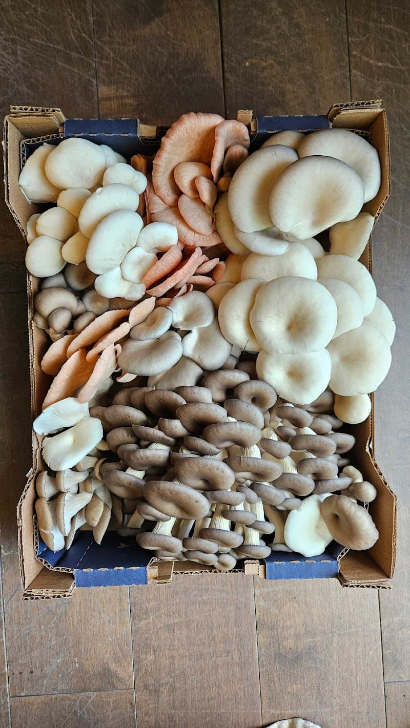 Sunshine Farms — additional photo