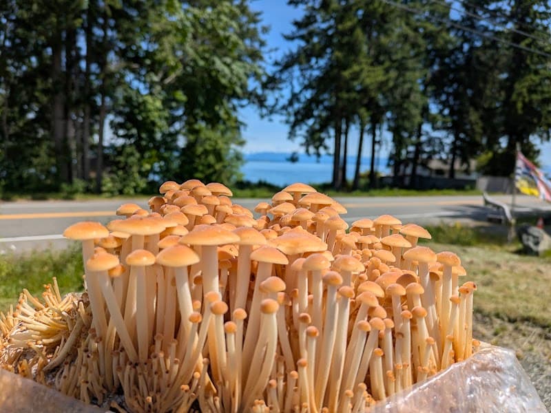 Surf Side Fungus Farm — additional photo