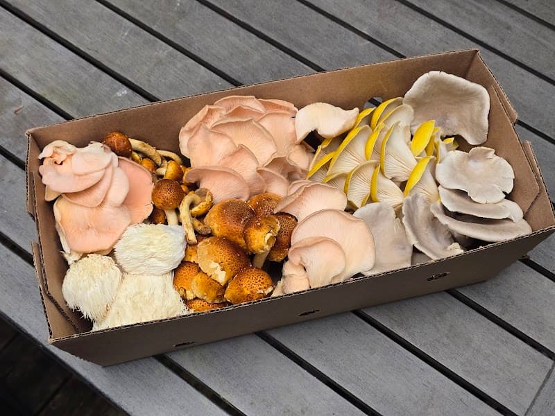 The Mushroom Tree — additional photo