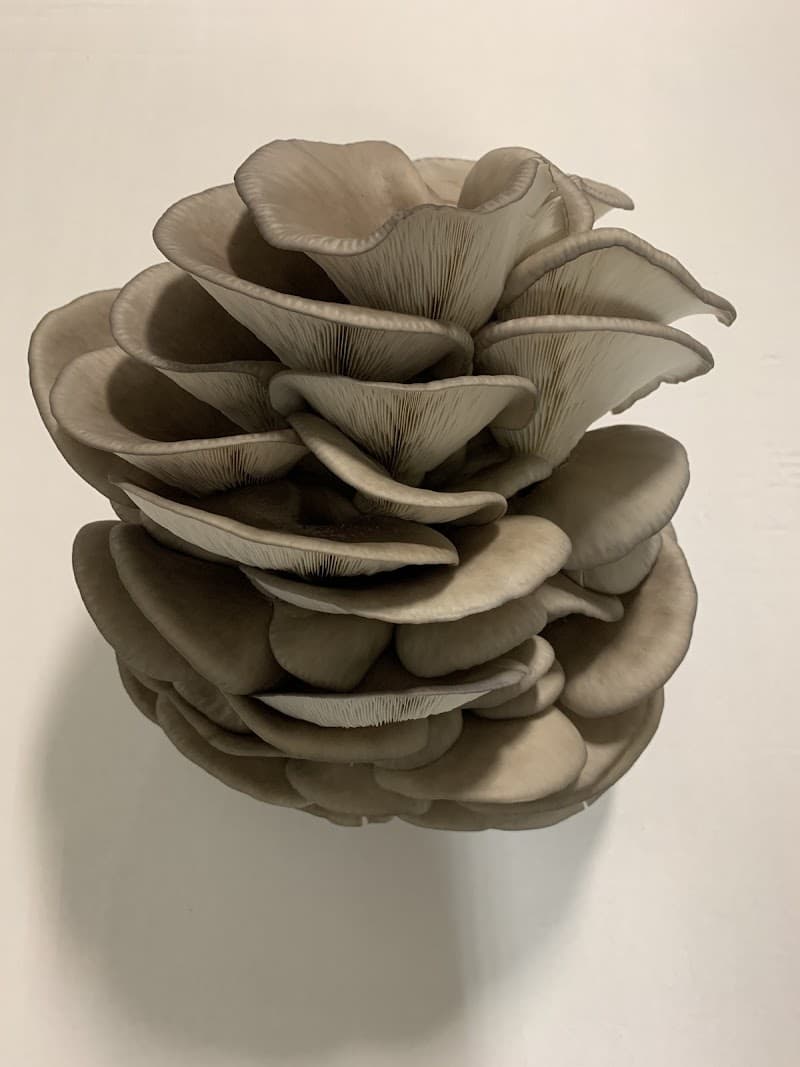 Unionville Mushrooms Farm — additional photo