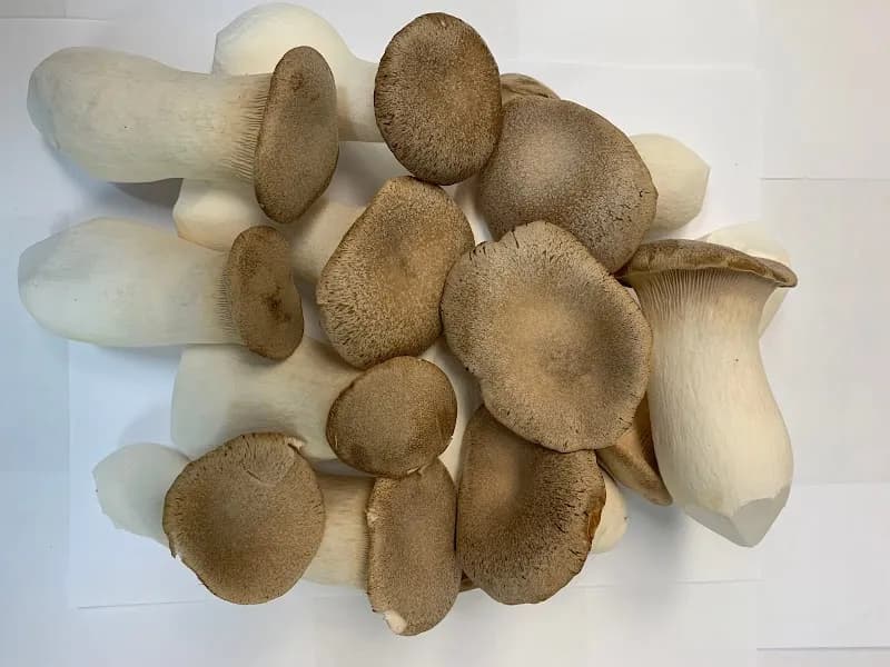 Unionville Mushrooms Farm