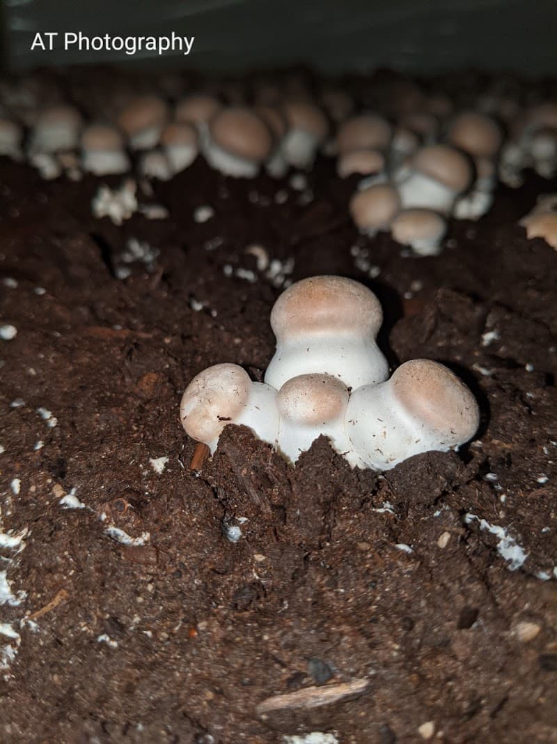 W&T Mushroom LTD — additional photo