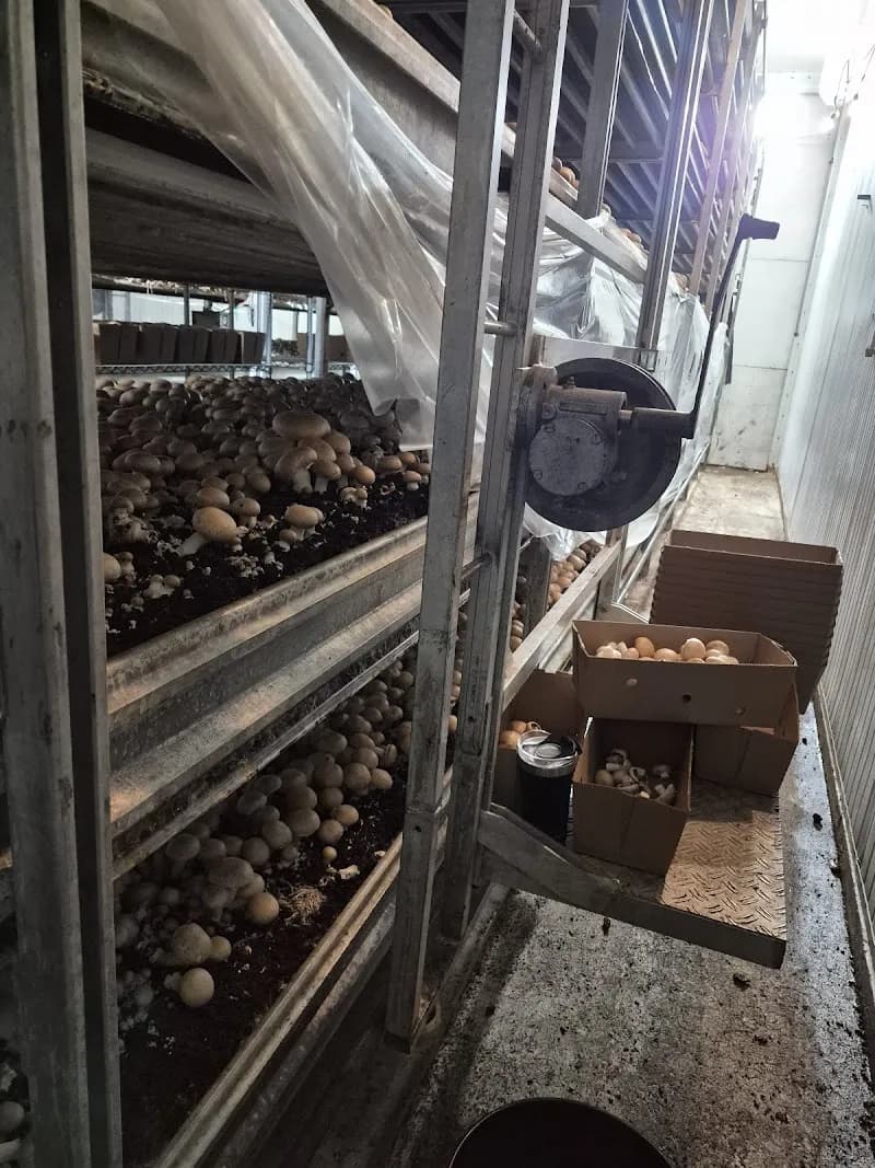 W&T Mushroom LTD