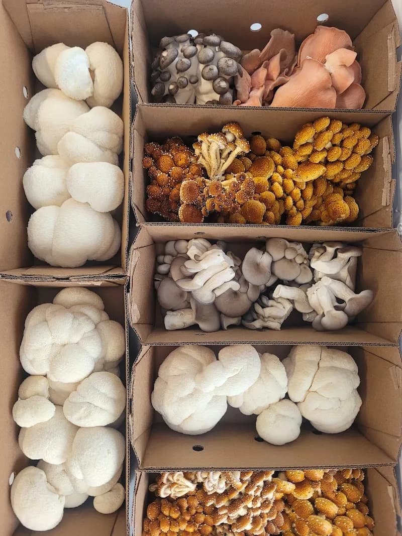 White Pine Meadows - Farm Shop and Mushroomery