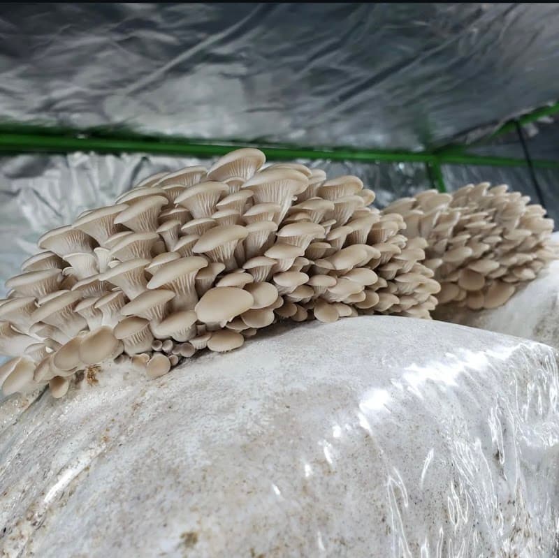 Woodland Mushrooms — additional photo