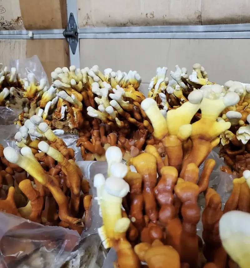 Woodland Mushrooms