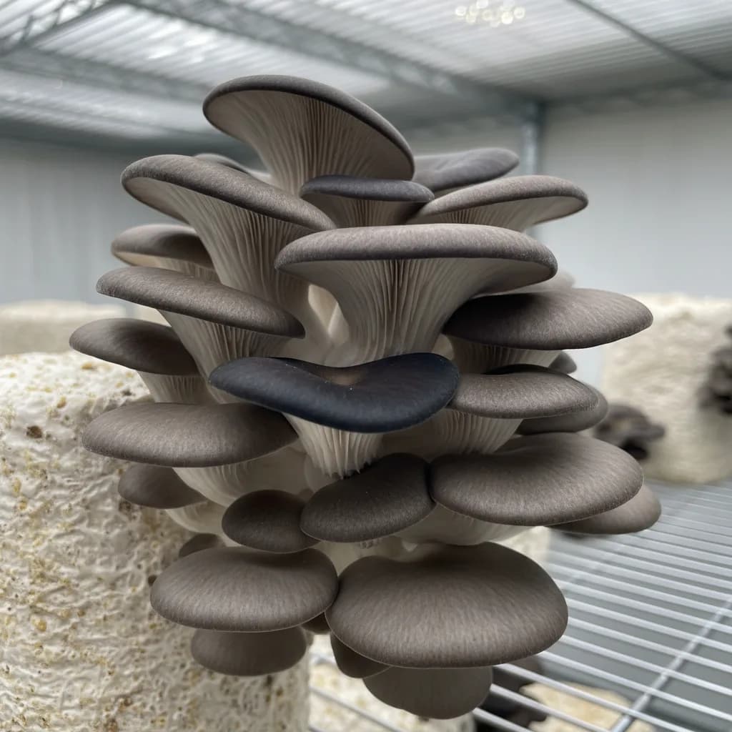 Black Oyster Spawn