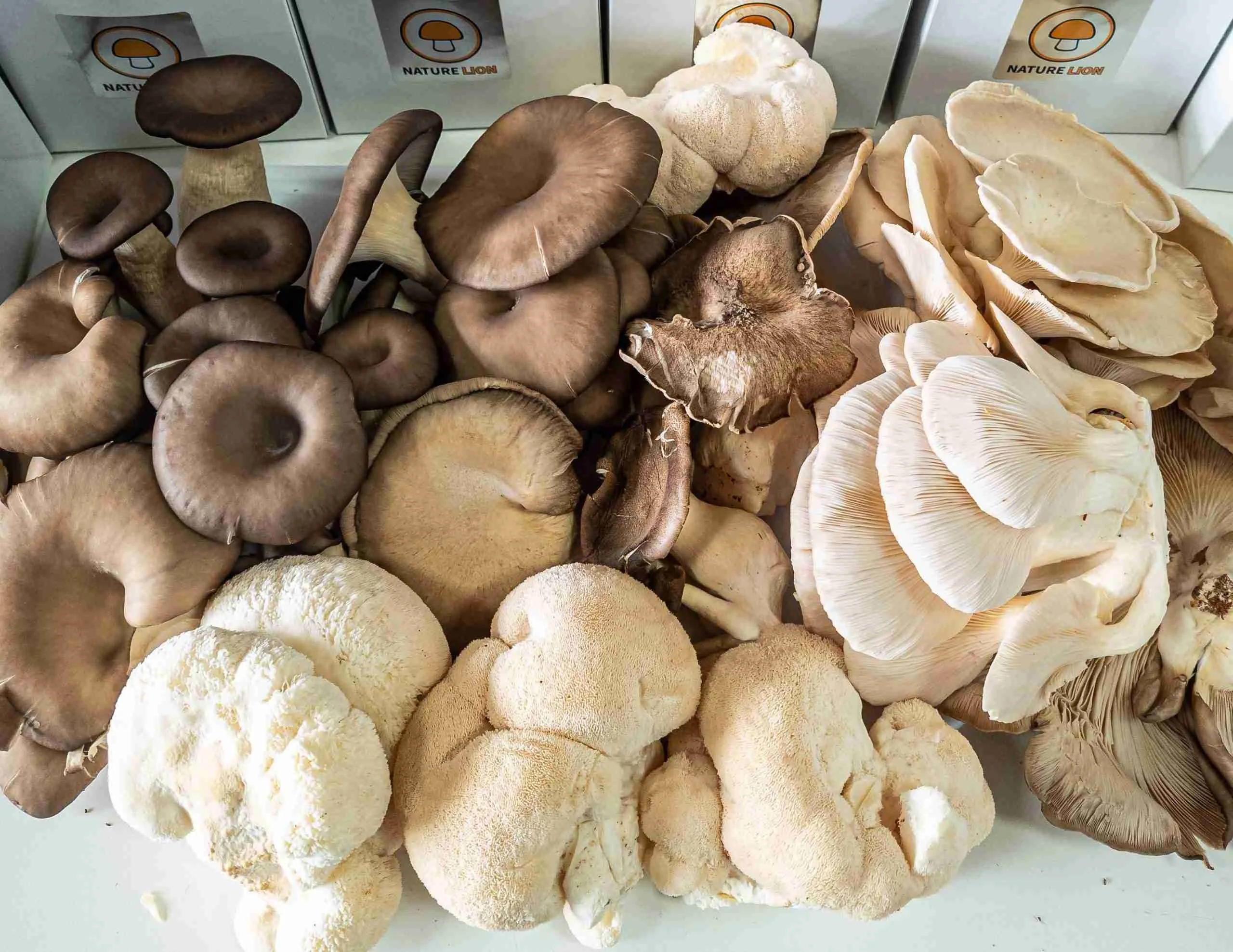 Nature Lion at an Ontario farmers market selling fresh mushrooms and grow kits