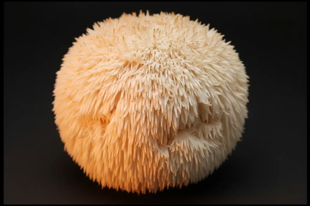 Extreme close-up of lion's mane spines — stunning natural texture