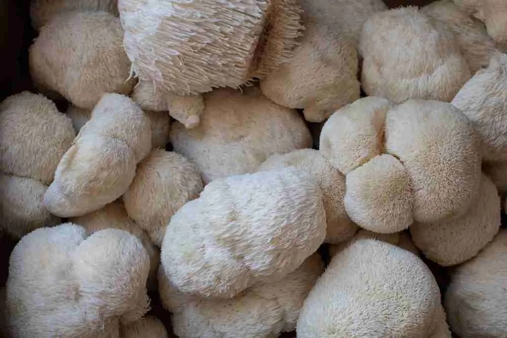 Harvesting fresh lion's mane mushrooms for market day