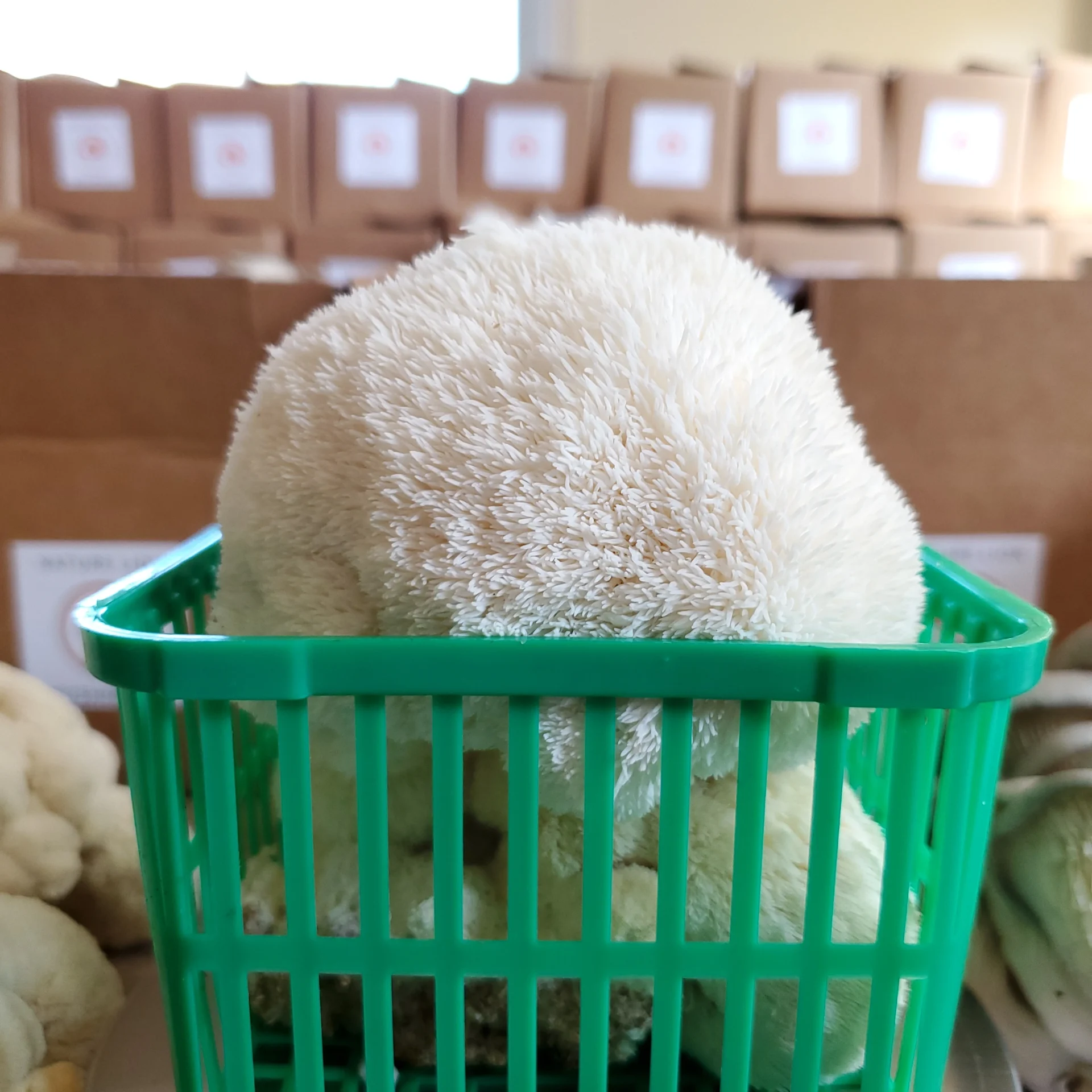 Fresh lion's mane mushroom in a produce basket ready for market