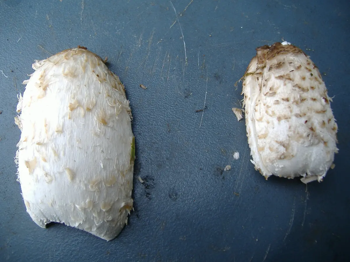 Two shaggy mane mushrooms sliced lengthwise on a dark board, showing the solid white interior, hollow stem and the gills still white and pressed tight to the stem