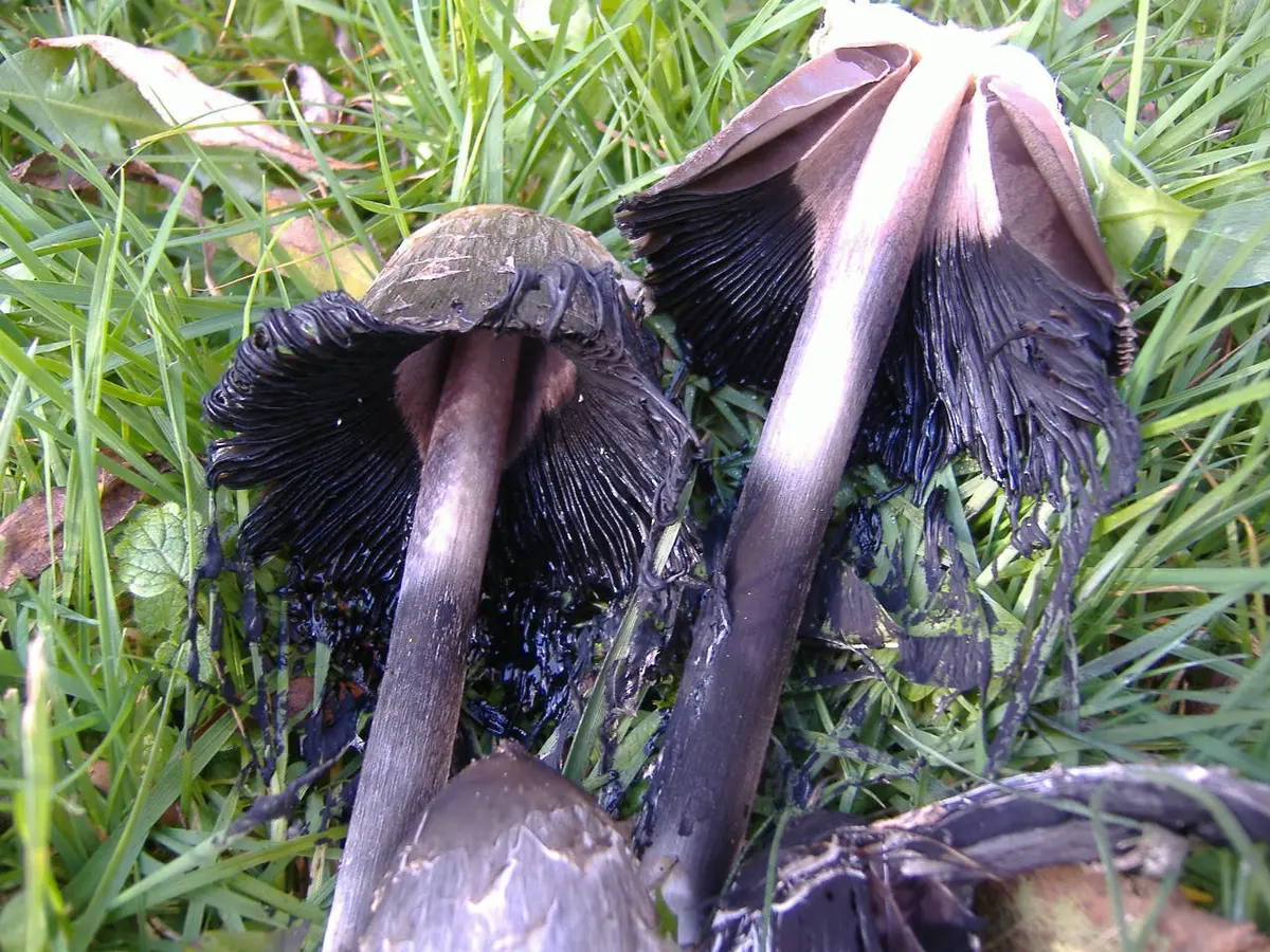 Shaggy manes that have finished inking: the caps have collapsed into black, dripping remains on their white stems, with only the top of the cap left