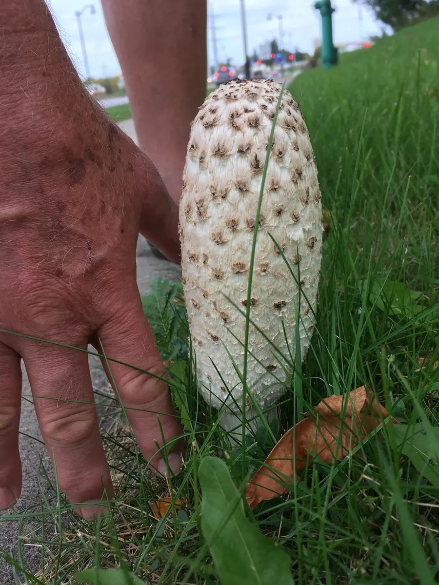 A hand holding a freshly picked shaggy mane beside the lawn it grew on, showing the egg-shaped white cap with upturned tan scales and the smooth white stem
