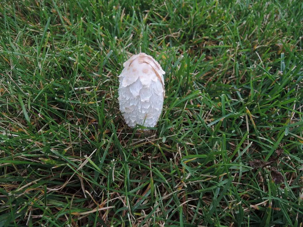 A young white shaggy mane with a scaly cap rising from a mown lawn at Turkey Point on the north shore of Lake Erie, Ontario, in early October