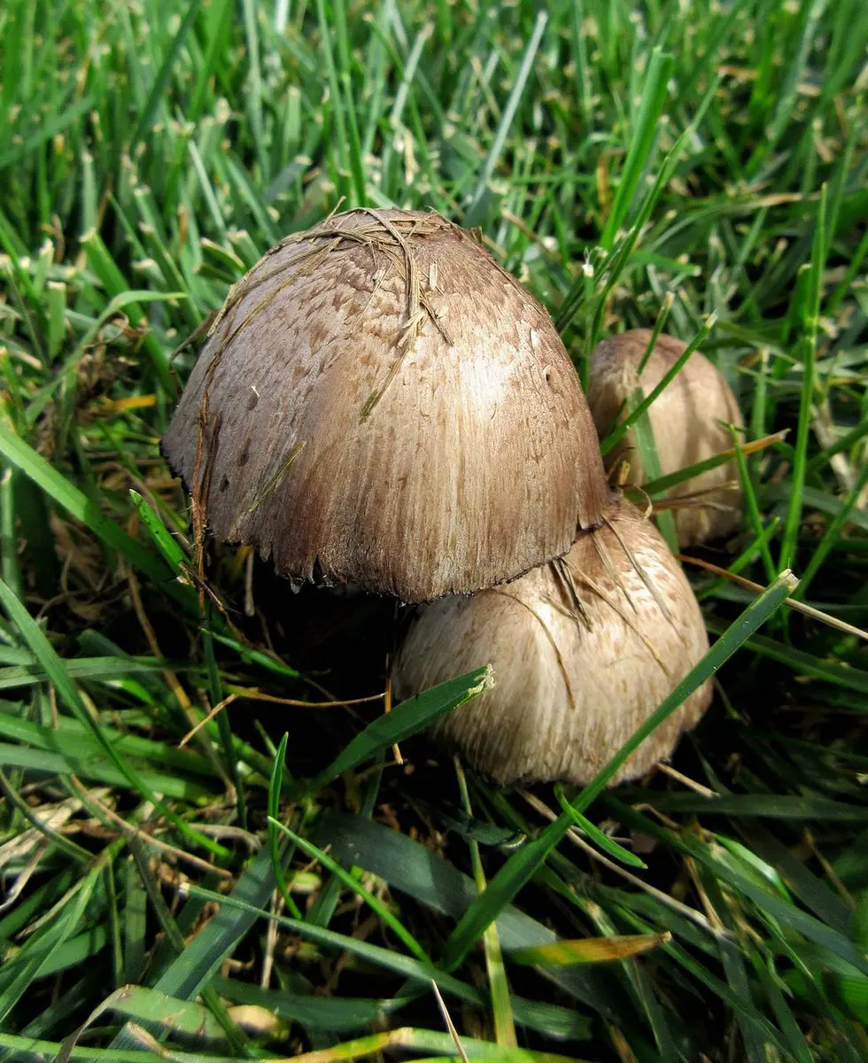 A cluster of common inky caps (Coprinopsis atramentaria) in grass: smooth grey-brown bell-shaped caps with no shaggy scales, growing in a tight bunch from one base