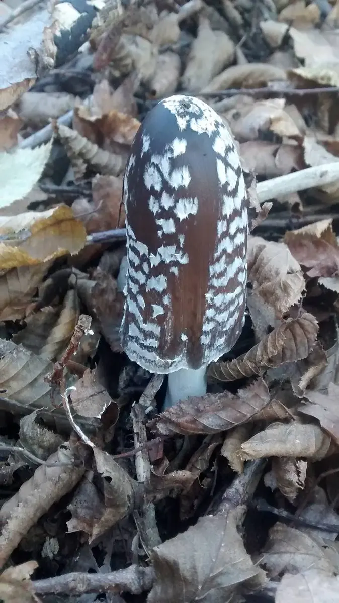 A magpie inkcap (Coprinopsis picacea) on a leaf-littered forest floor: a tall dark brown cap patterned with white felty patches, quite different from the shaggy mane's pale scales