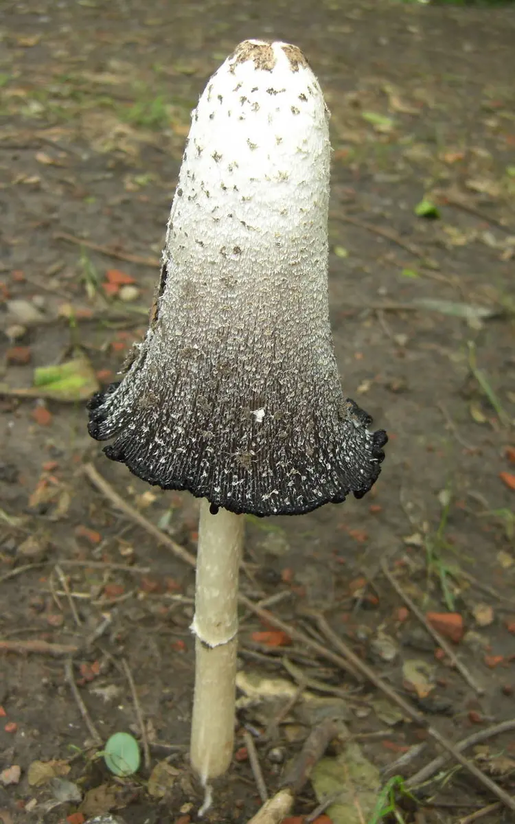A tall shaggy mane beginning to deliquesce: the lower rim of the cap has turned black and is lifting away from the stem while the top is still white and shaggy