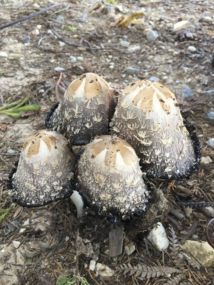 A troop of five shaggy manes pushing up through bare, gravelly soil, each with a rounded white cap covered in brown shaggy scales