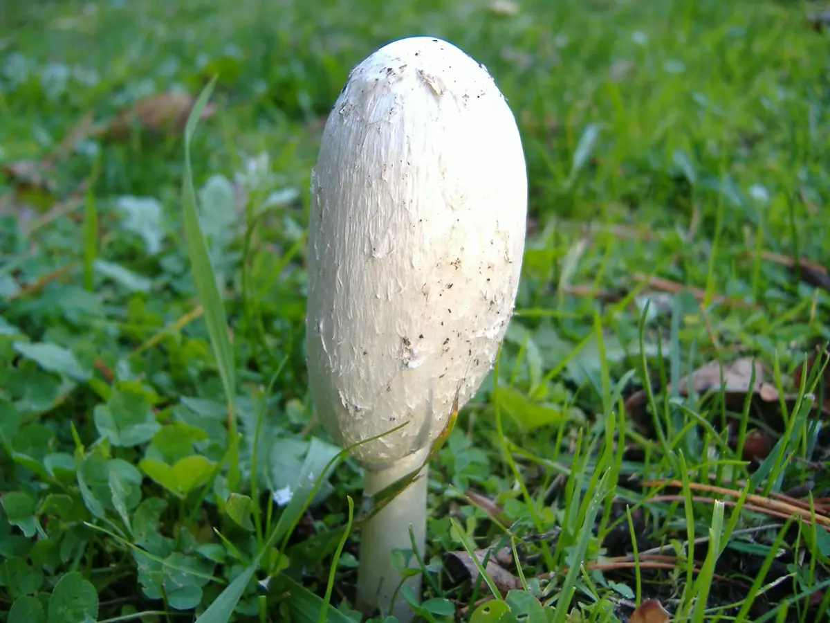 A single young shaggy mane mushroom standing in short green grass: a tall white cylindrical cap with pale brown shaggy scales, still closed tight around the stem