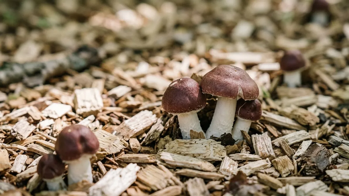 A backyard wine cap mushroom bed of fresh pale hardwood chips in dappled shade, several young burgundy-capped wine caps pushing up through the damp chips at ground level