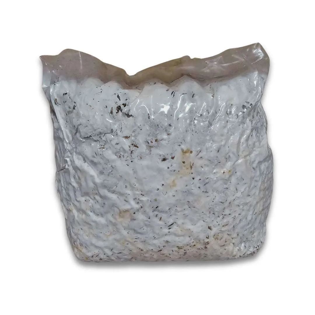 Grain spawn inoculated with liquid culture — fully colonized mycelium on grain ready to use