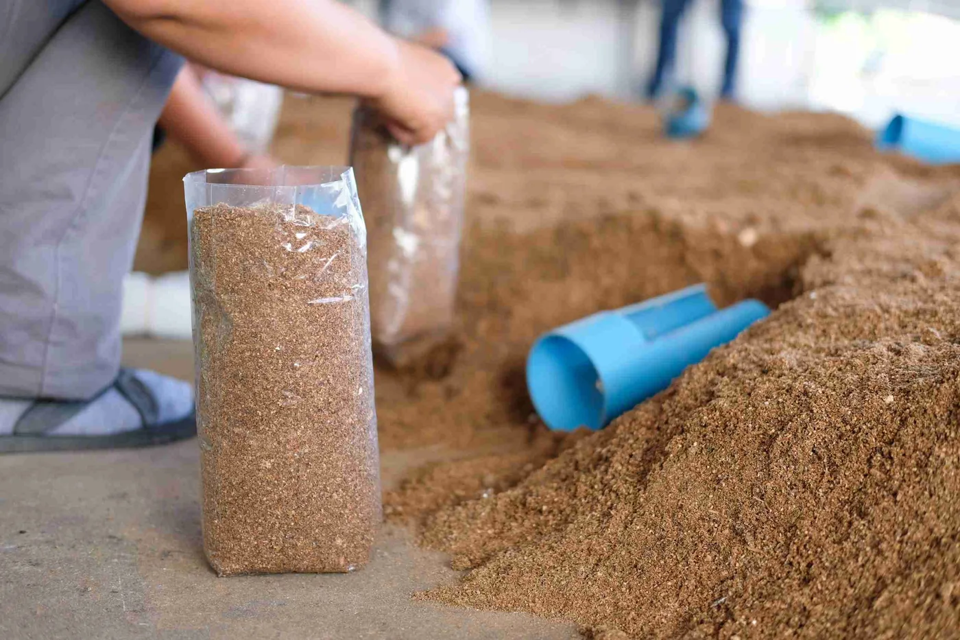 Filling mushroom grow bags with hardwood sawdust substrate before sterilization