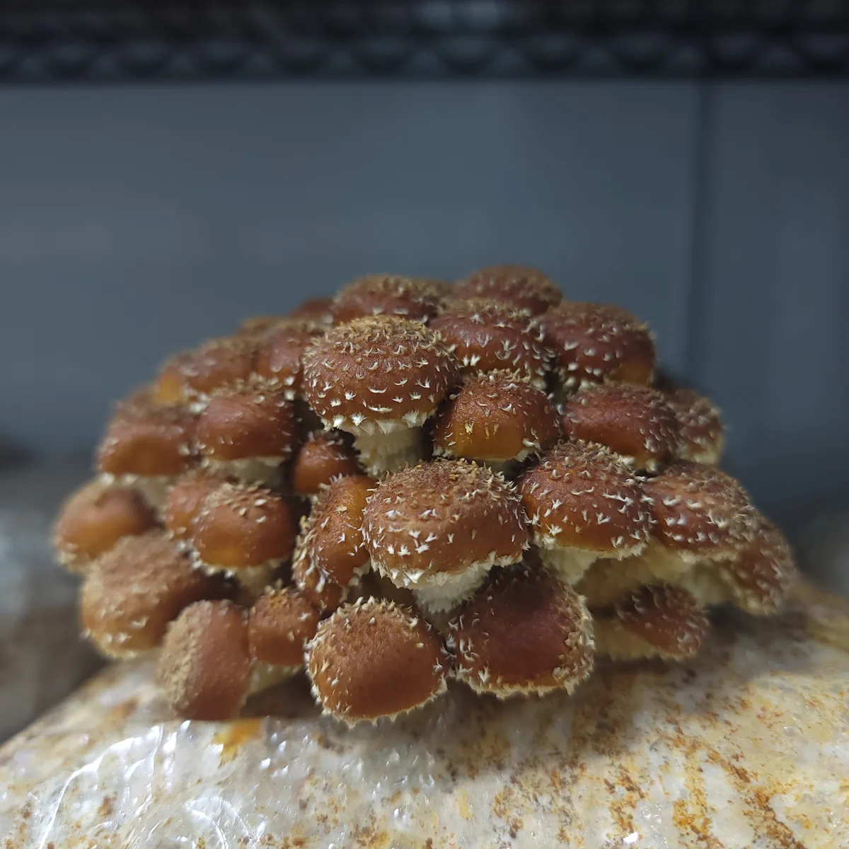 Rounded chestnut mushrooms growing in a cluster on a block