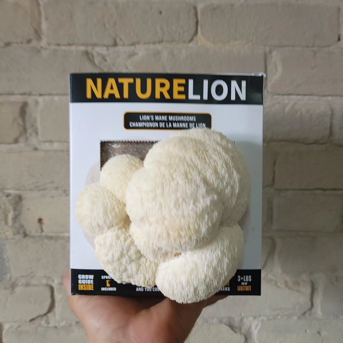 Lion’s Mane growing from a Nature Lion box, with hanging white teeth