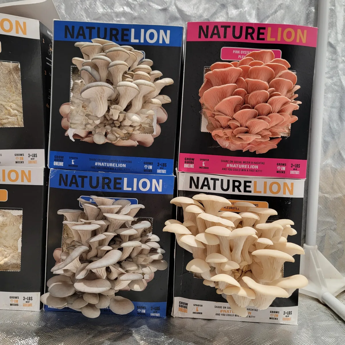 Oyster mushrooms growing from Nature Lion boxes