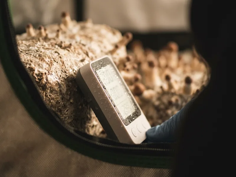 A handheld CO2 monitor glowing inside a humid fruiting chamber