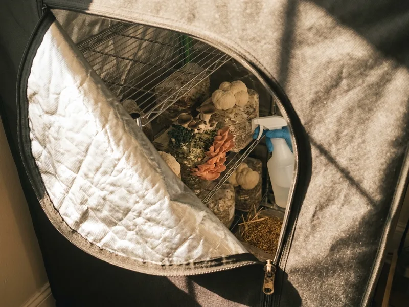 A fabric grow tent unzipped to show shelves of fruiting blocks